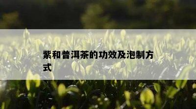 紫和普洱茶的功效及泡制方式