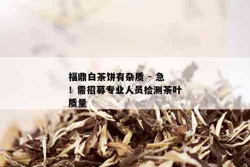 福鼎白茶饼有杂质 - 急！需招募专业人员检测茶叶质量