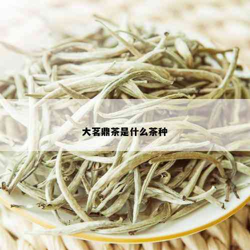 大茗鼎茶是什么茶种