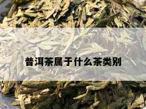 普洱茶属于什么茶类别