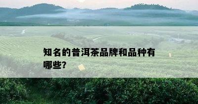 知名的普洱茶品牌和品种有哪些？