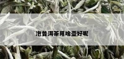 泡普洱茶用啥壶好呢