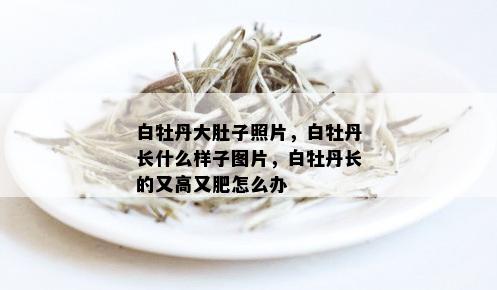 白牡丹大肚子照片，白牡丹长什么样子图片，白牡丹长的又高又肥怎么办