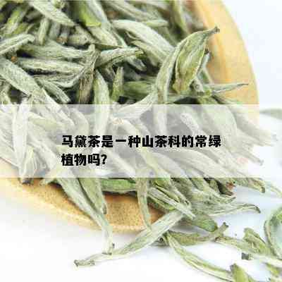 马黛茶是一种山茶科的常绿植物吗？