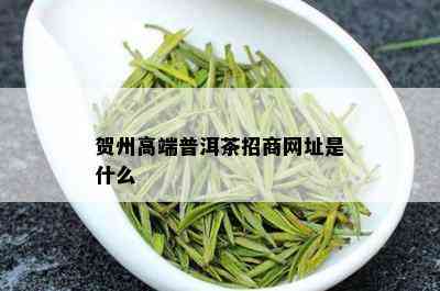 贺州高端普洱茶招商网址是什么