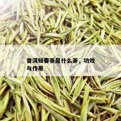 普洱知春茶是什么茶，功效与作用