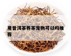 用普洱茶养茶宠物可以吗推荐