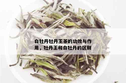 白牡丹牡丹王茶的功效与作用，牡丹王和白牡丹的区别