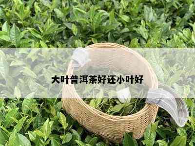 大叶普洱茶好还小叶好