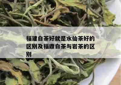 福建白茶好就是水仙茶好的区别及福鼎白茶与岩茶的区别