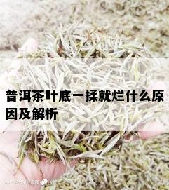 普洱茶叶底一揉就烂什么原因及解析