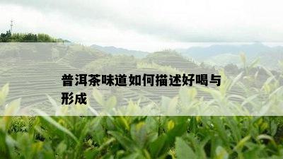 普洱茶味道如何描述好喝与形成