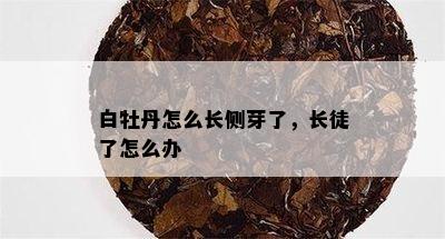 白牡丹怎么长侧芽了，长徒了怎么办