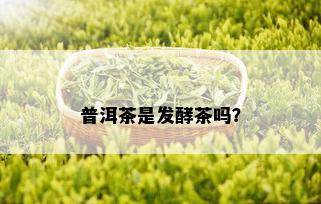 普洱茶是发酵茶吗？