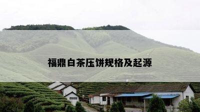 福鼎白茶压饼规格及起源