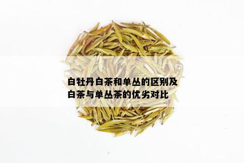 白牡丹白茶和单丛的区别及白茶与单丛茶的优劣对比