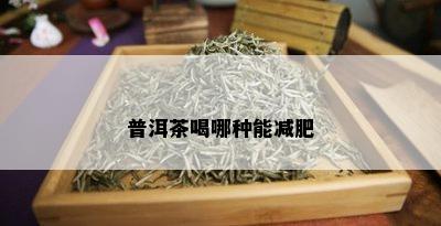 普洱茶喝哪种能减肥