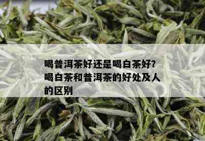 喝普洱茶好还是喝白茶好？喝白茶和普洱茶的好处及人的区别