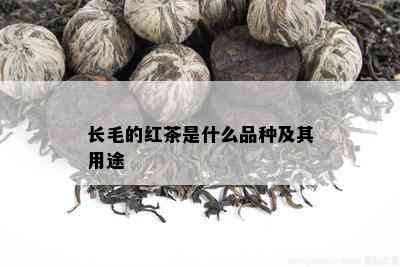 长毛的红茶是什么品种及其用途