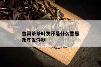 普洱茶茶叶发汗是什么意思及其发汗期