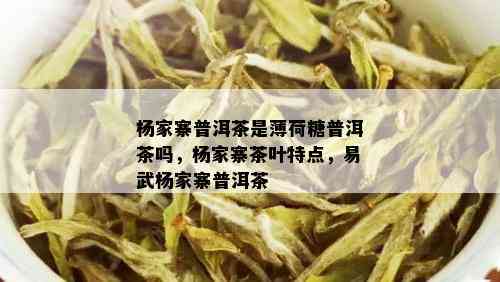 杨家寨普洱茶是薄荷糖普洱茶吗，杨家寨茶叶特点，易武杨家寨普洱茶