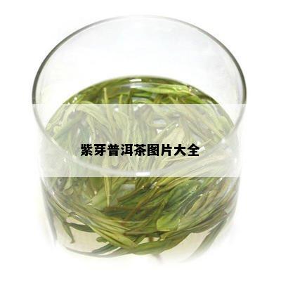 紫芽普洱茶图片大全