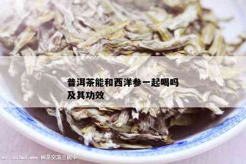 普洱茶能和西洋参一起喝吗及其功效