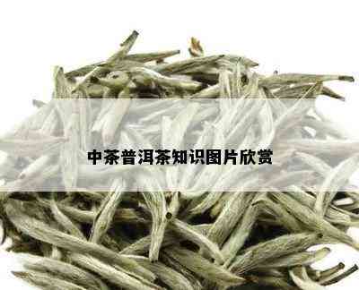 中茶普洱茶知识图片欣赏