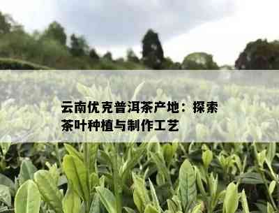 云南优克普洱茶产地：探索茶叶种植与制作工艺