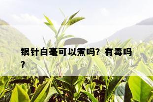 银针白毫可以煮吗？有吗？