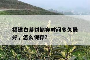 福建白茶饼储存时间多久更好，怎么保存？