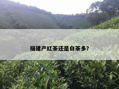 福建产红茶还是白茶多？