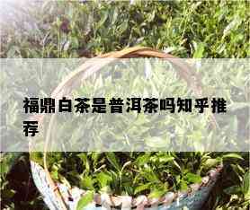 福鼎白茶是普洱茶吗知乎推荐