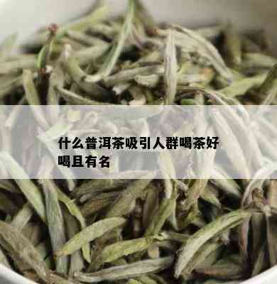 什么普洱茶吸引人群喝茶好喝且有名