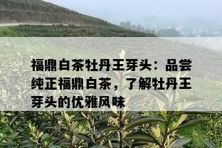 福鼎白茶牡丹王芽头：品尝纯正福鼎白茶，了解牡丹王芽头的优雅风味