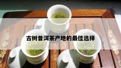 古树普洱茶产地的更佳选择