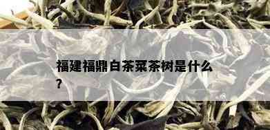 福建福鼎白茶菜茶树是什么？