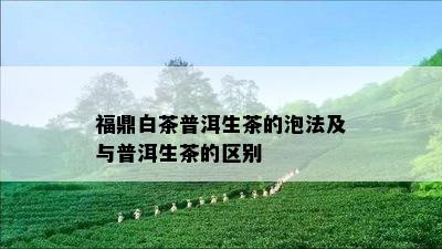 福鼎白茶普洱生茶的泡法及与普洱生茶的区别