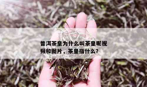 普洱茶皇为什么叫茶皇呢视频和图片，茶皇指什么？