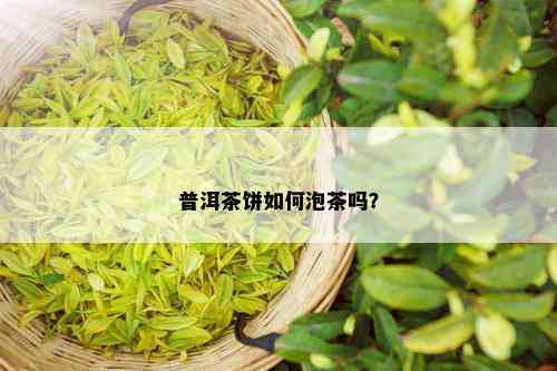 普洱茶饼如何泡茶吗？