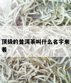 顶级的普洱茶叫什么名字来着