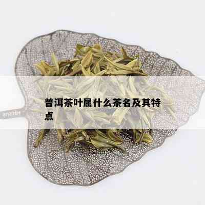 普洱茶叶属什么茶名及其特点