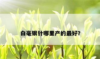 白毫银针哪里产的更好？