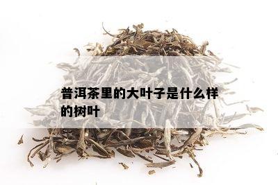 普洱茶里的大叶子是什么样的树叶