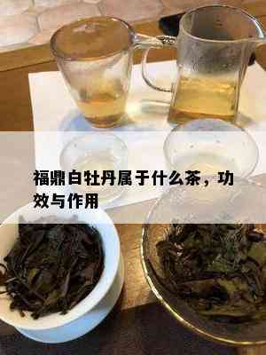 福鼎白牡丹属于什么茶，功效与作用