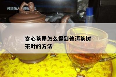 寄心茶屋怎么得到普洱茶树茶叶的方法