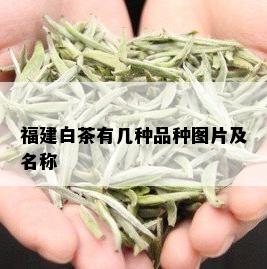 福建白茶有几种品种图片及名称