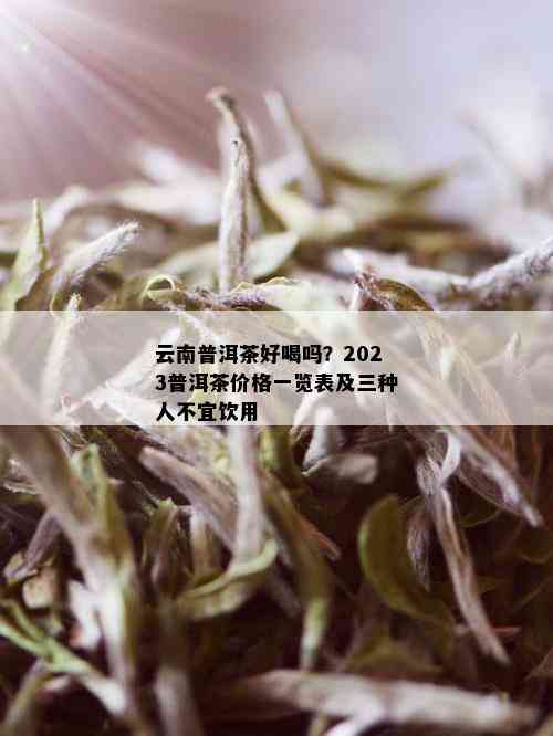 云南普洱茶好喝吗？2023普洱茶价格一览表及三种人不宜饮用