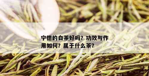 宁德的白茶好吗？功效与作用如何？属于什么茶？