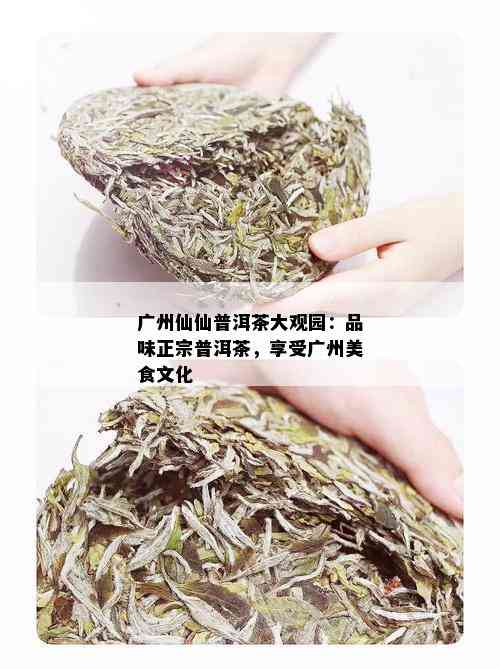 广州仙仙普洱茶大观园：品味正宗普洱茶，享受广州美食文化